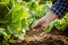 organic farming mayurvan